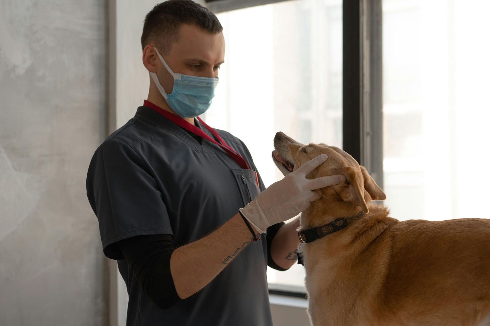 Perro en el veterinario para cuidar alergias alimentarias