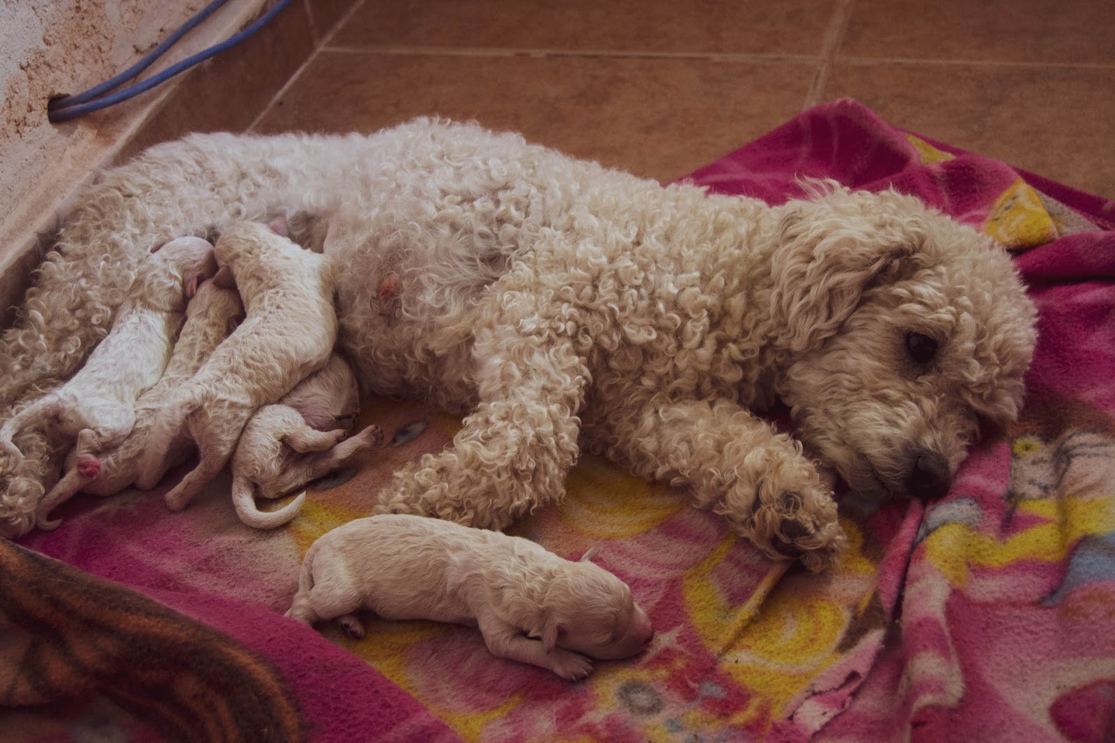 A mother dog nursing a litter of newborn puppies