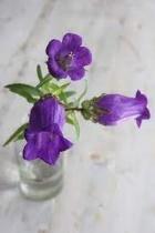 Une image contenant plante, fleur, violet, pétaleDescription générée automatiquement