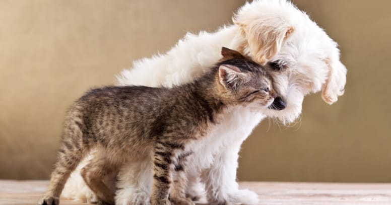 Kitten and Bichon dog cuddling