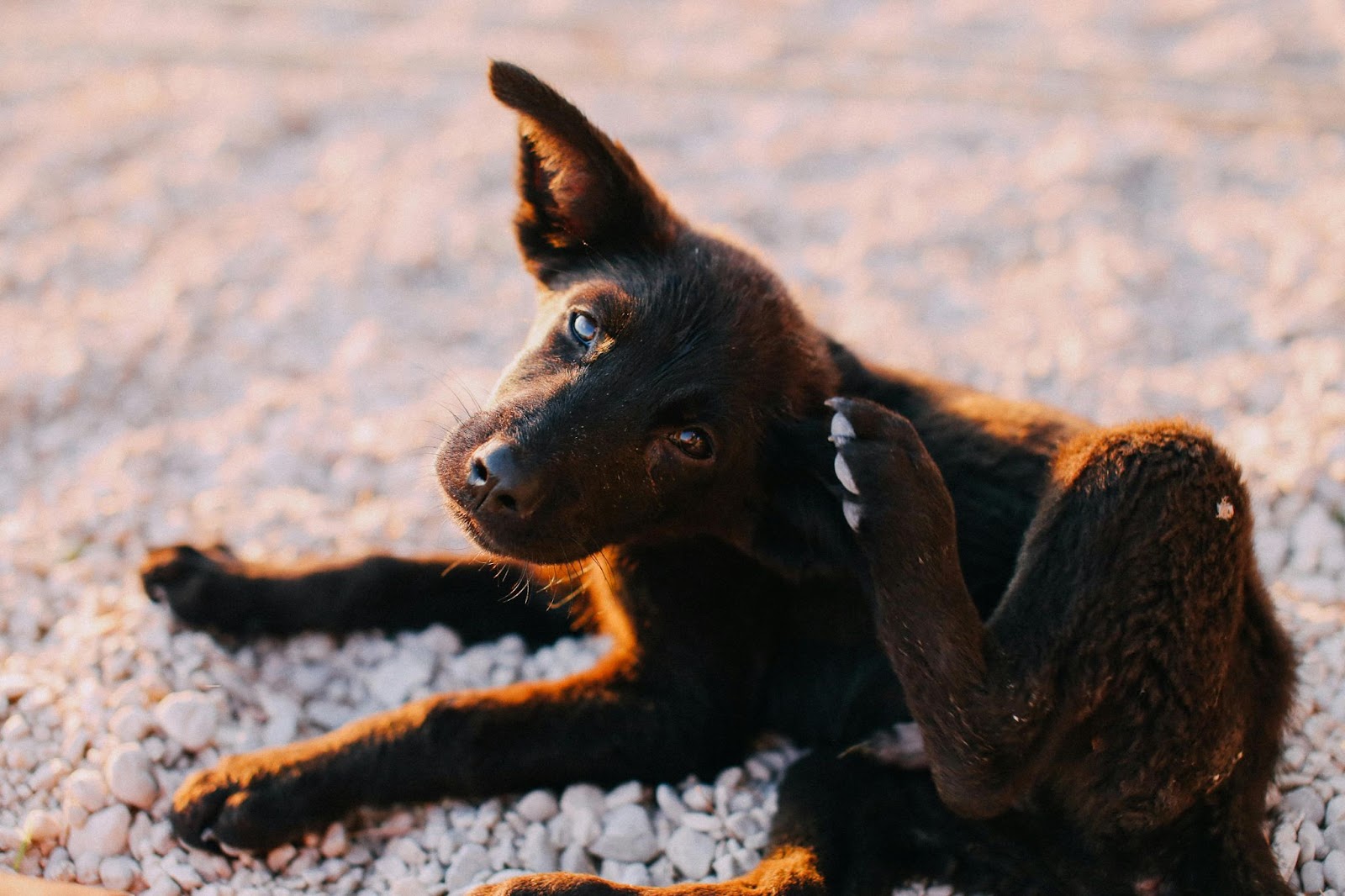 Perro rascándose en la playa 