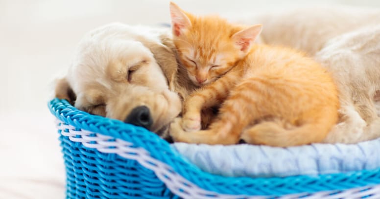Kitten and puppy napping together