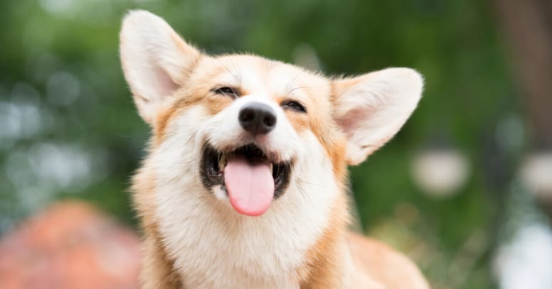 corgi dog smiling