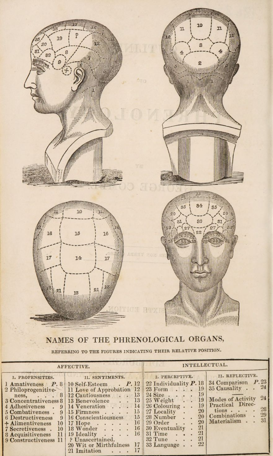 esquema de frenología, la seudociencia que relaciona la forma del cráneo con la personalidad y la inteligencia