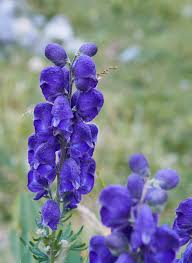 L’aconitum napellus