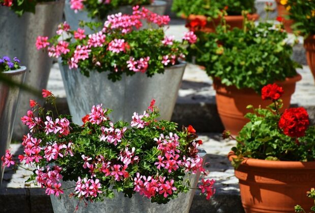 géraniums en pot