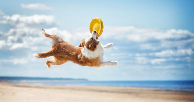 Dog jumping catching freezbee