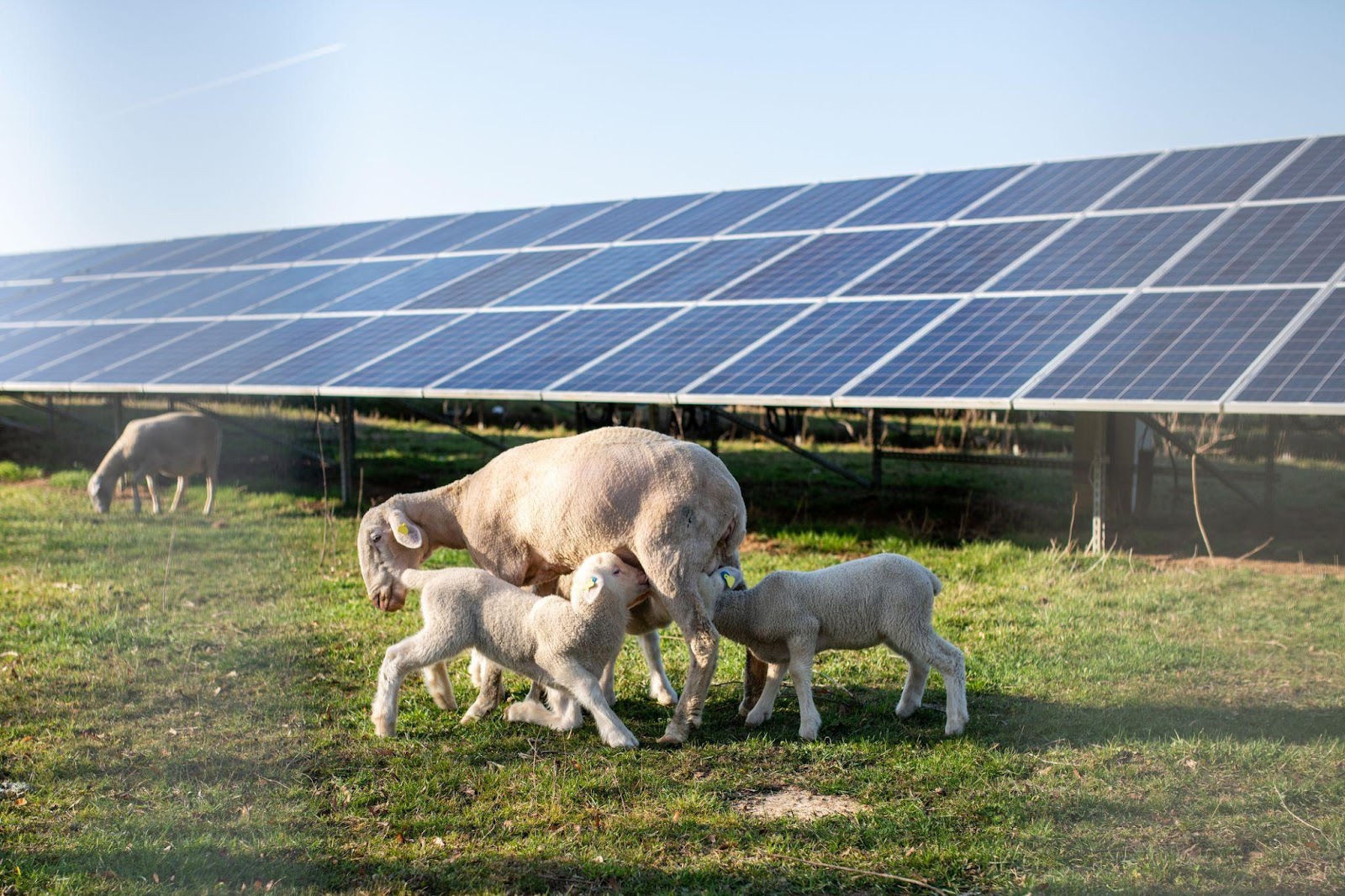 Des agneaux et leur mère dans un champ agrivoltaïque