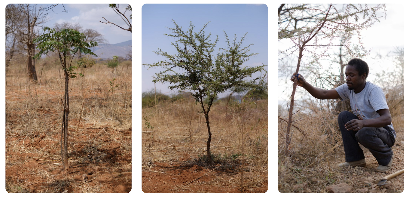 Shrubs grow into trees in Tanzania