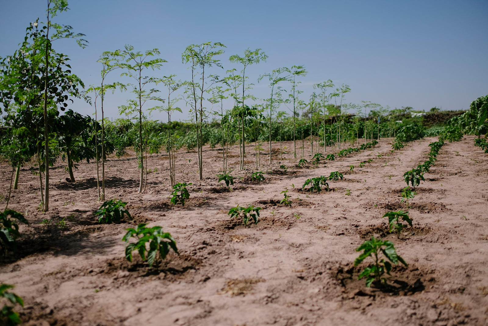 picture of agroforst system in senegal with rows of trees