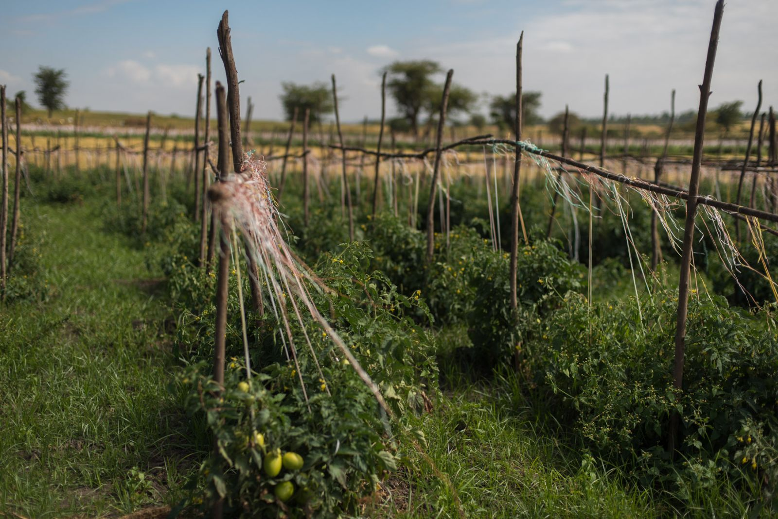 Lush tomato fields in Ethiopia are only possible because of the trees as they amount of shade, help regulate water cycles and improve soil fertility