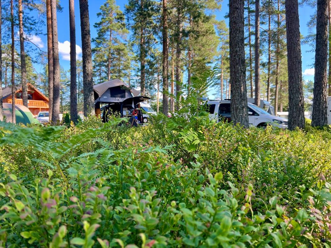 Moodbild von einem waldigen Campingplatz in Norwegen.