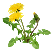 Slika, ki vsebuje besede rastlina, regratovi listi, cvetje, regrat  Opis je samodejno ustvarjen