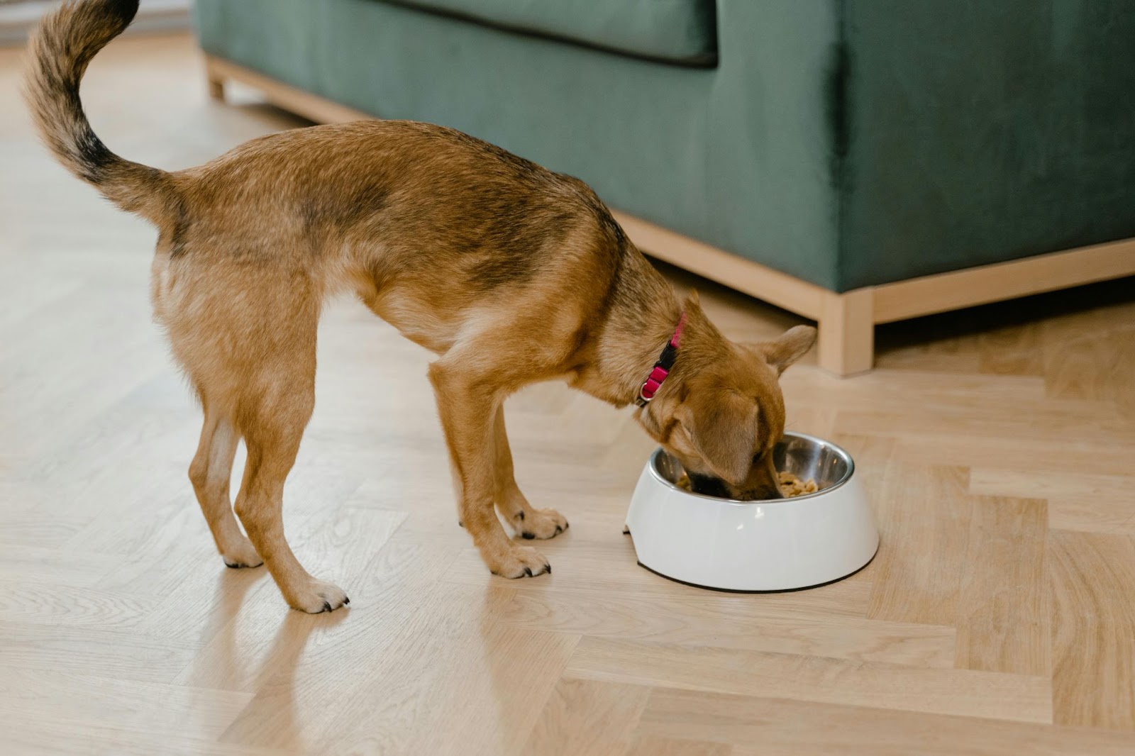 Perro comiendo en casa