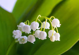 muguet