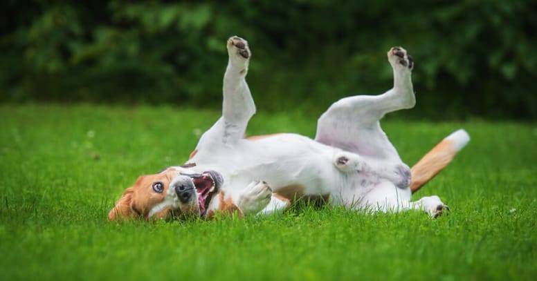 Dog rolling over in grass