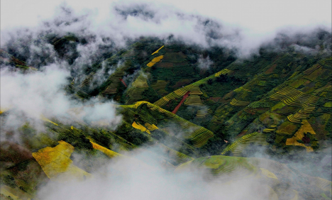 Green fields in Vietnam