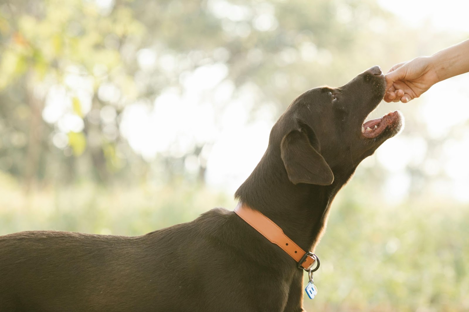 Importancia de las alergias alimentarias en perros