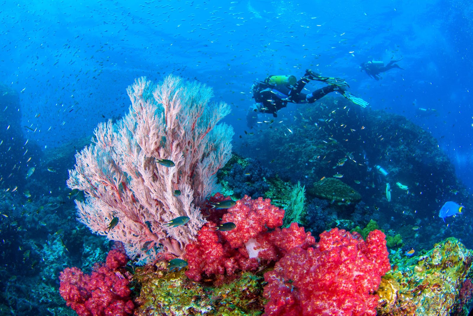 Scuba diver swimming by reef