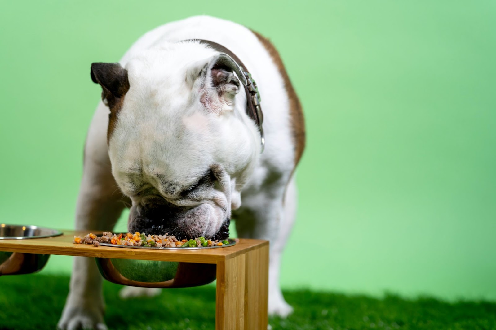 Perro comiendo de comedero